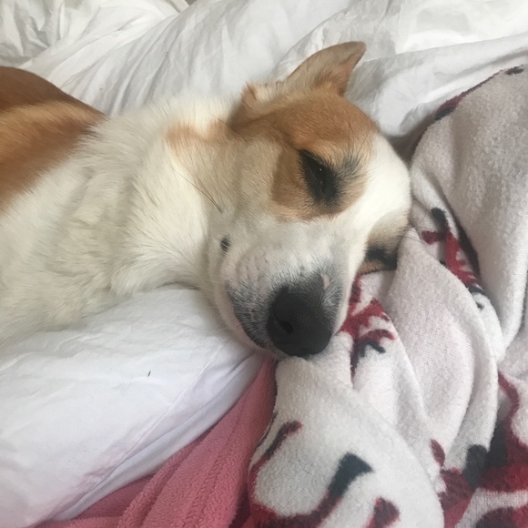 Meet your Posher, Hallie - Picture 1 of 1